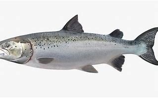 Salmon Fish